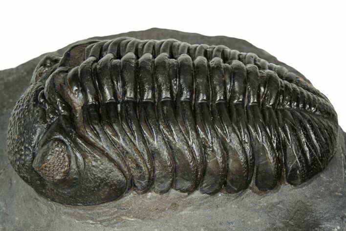 Detailed Pedinopariops Trilobite - Mrakib, Morocco #348135